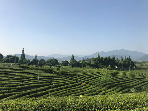 大木山茶园景区旅游景点攻略图