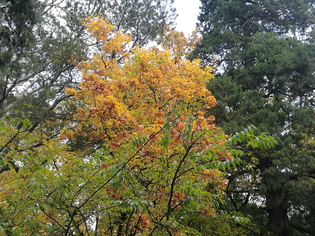 "香山公园应该是探寻故都的秋的一个重要环节皇家园林风格的感觉。钟灵毓秀的北地风光。站在桥上看风景_香山公园"的评论图片