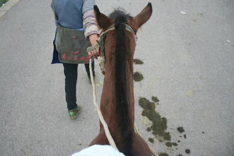 拉市海骑马旅游景点攻略图