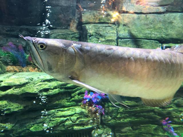 鹏新嘉定海洋世界