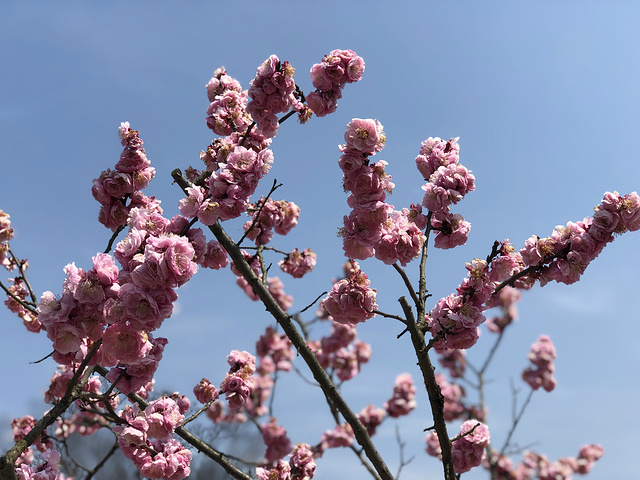 "每年春天的时候，上海植物园的游客人数是最多的，因为上海植物园每年都会有花展，花展期间，可以看到樱花、_上海植物园"的评论图片