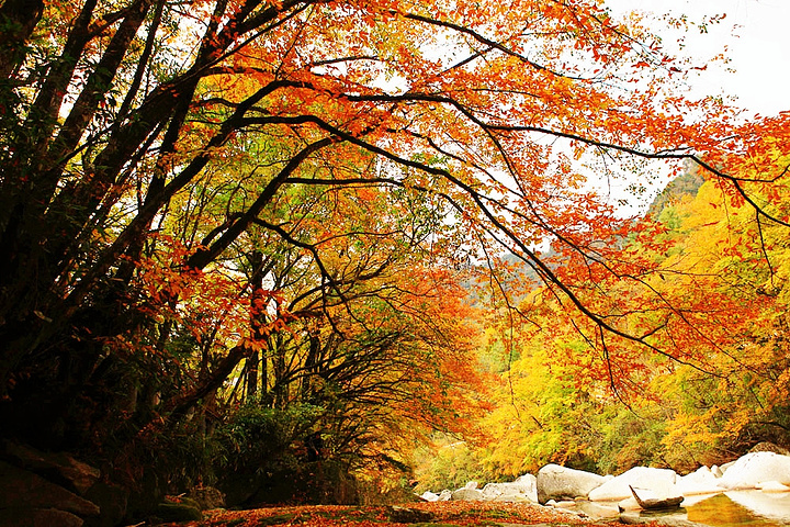 "光雾山|最佳旅游季节是秋季_光雾山旅游景区"的评论图片