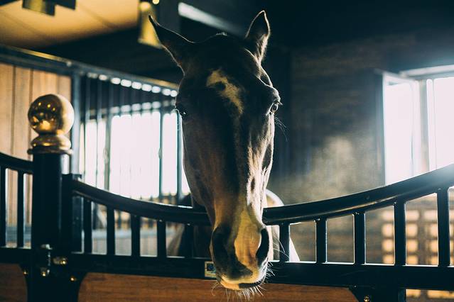 新疆野马古生态园