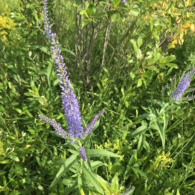 国营御道口牧场