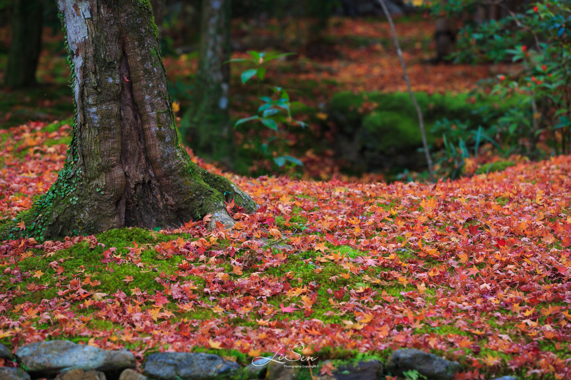 21saihoji游玩攻略 然而某宝卖家不给力 回复的 去哪儿攻略