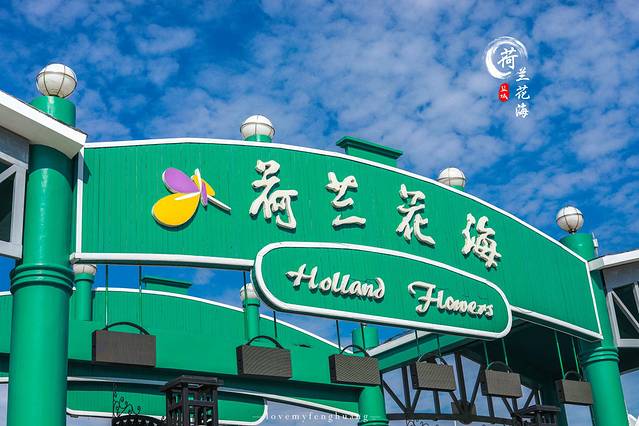 荷兰花海