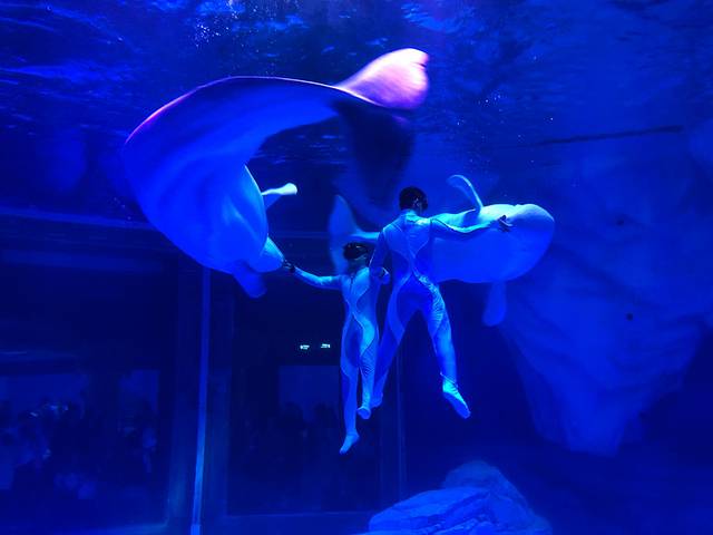 白鲸剧场《白鲸之梦》