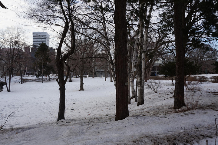"...大概休息，没什么人，整个大学都走了一遍，环境和国内的大学没什么大的区别，就纯粹当做是去看雪景吧_北海道大学"的评论图片