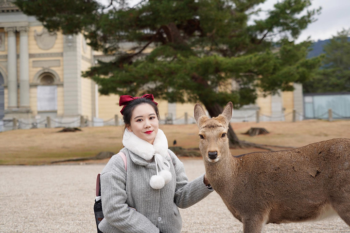 "大家都知道来奈良就是为了来奈良公园喂小鹿的。天气不是很好，奈良比大阪还冷，冻得我要戴手套_奈良公园"的评论图片