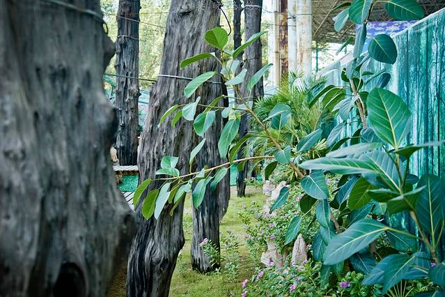 观音山古树博物馆