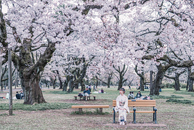 嘿，樱花~请你等等我！三刷日本终于看到樱花满开的真面目