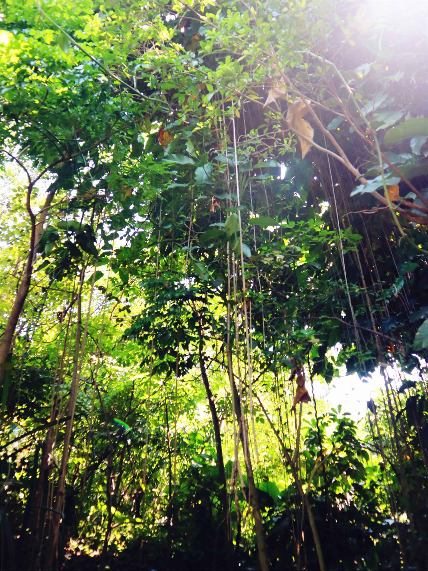 【厦门园林植物园摄影图片】风光摄影_syc5303_太平洋电脑网摄影部落
