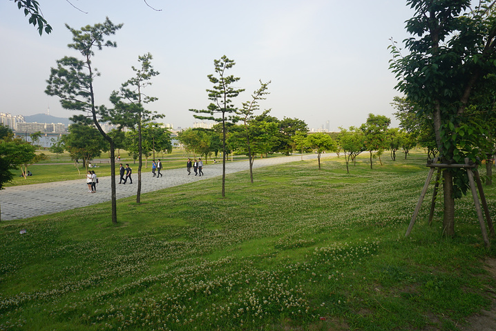 "六月首尔的天气还不是很炎热，下午坐着地铁就来到了汝矣岛公园。然后我们打算也找个地方坐下来_汝矣岛"的评论图片