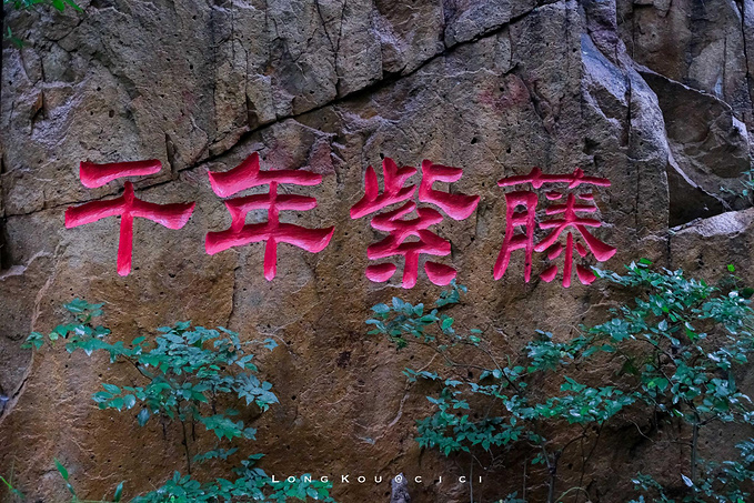 三、千年紫藤幽谷图片