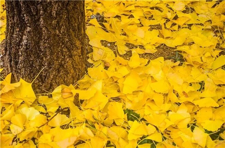 "蒙山的秋色美的让人震撼，美的让人心驰神往，在这个收获幸福与美好的季节，和TA牵起手，一同来此，..._沂蒙山旅游区龟蒙景区"的评论图片