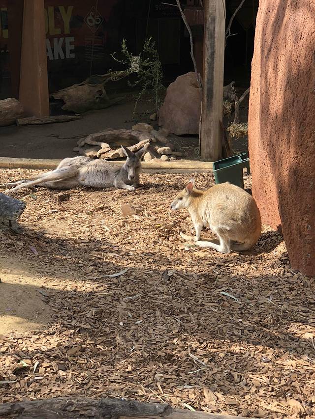 悉尼野生生物世界
