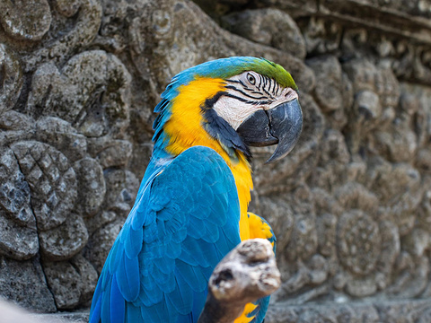 巴厘岛动物园旅游景点图片