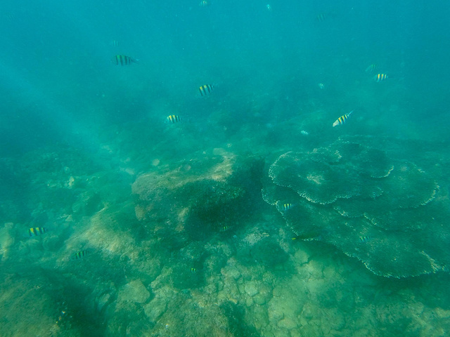 "DAY 3 : 呆呆岛体验潜水 疍家渔排 返程也成为了南湾猴岛非常有特色的部分_呆呆岛"的评论图片