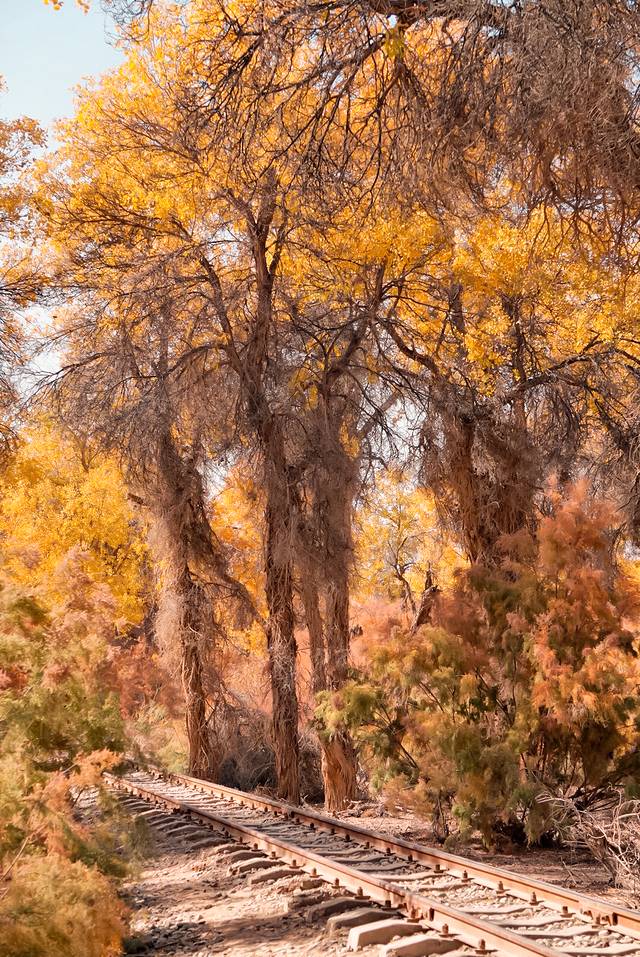 塔里木胡杨林公园