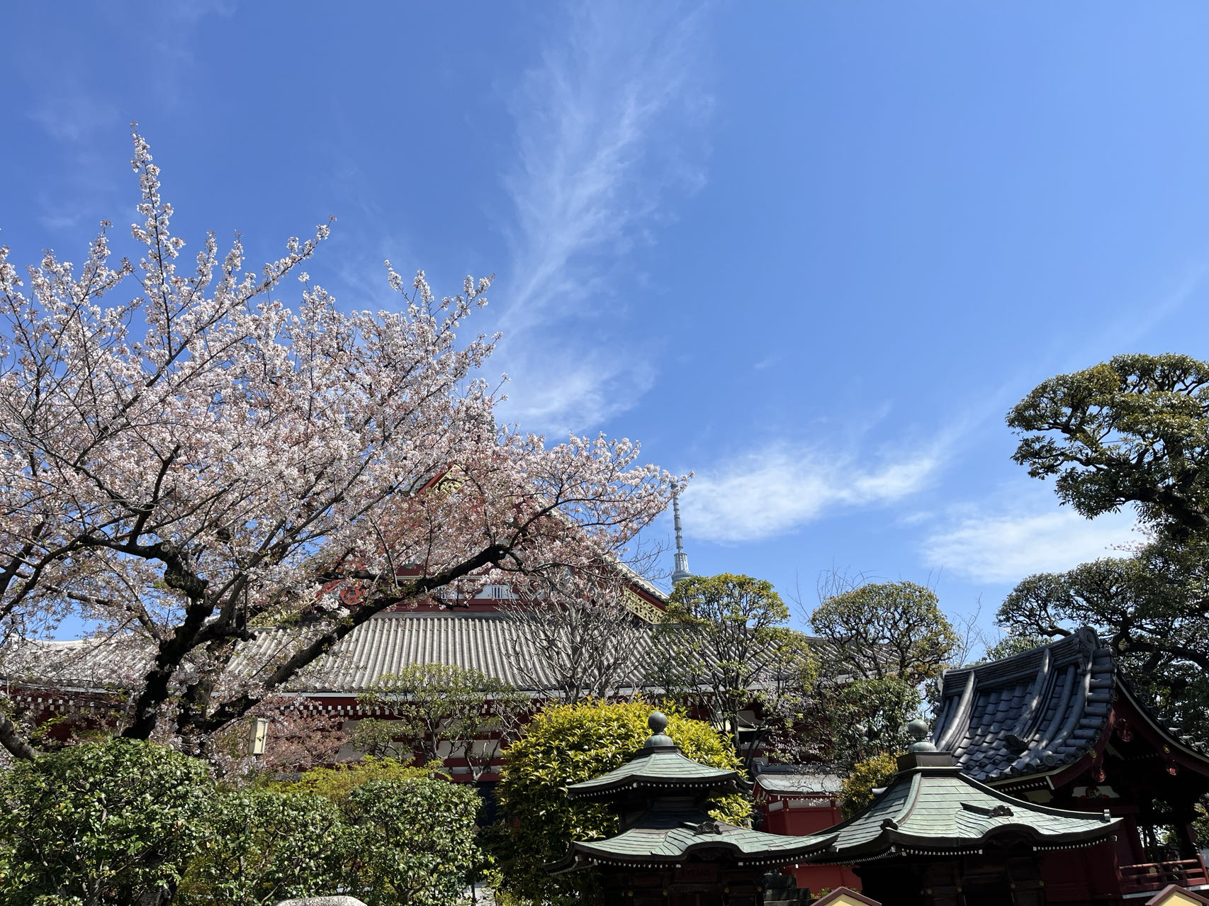 7天6晚 2023年日本樱花季打卡游