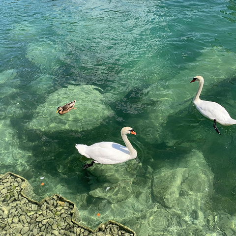 "天气特别好所以水可以这么绿 如果阴天的话水也是灰色的你一伸手天鹅以为你要喂它就会游过来_利马特河"的评论图片