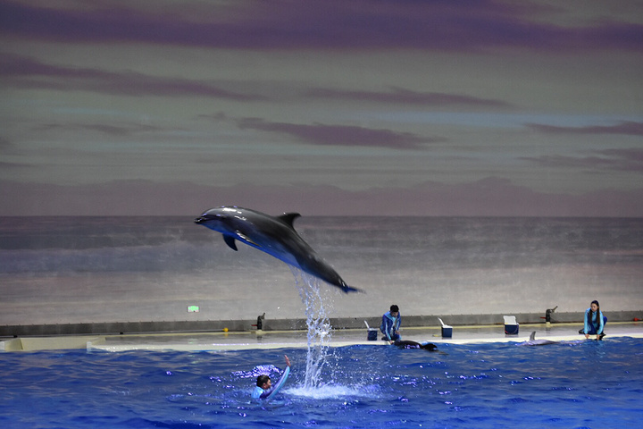 "海豚光滑的皮肤+独特的体态减少了其在 水里 的游行的阻力，所以其游行速度非常快_上海海昌海洋公园"的评论图片
