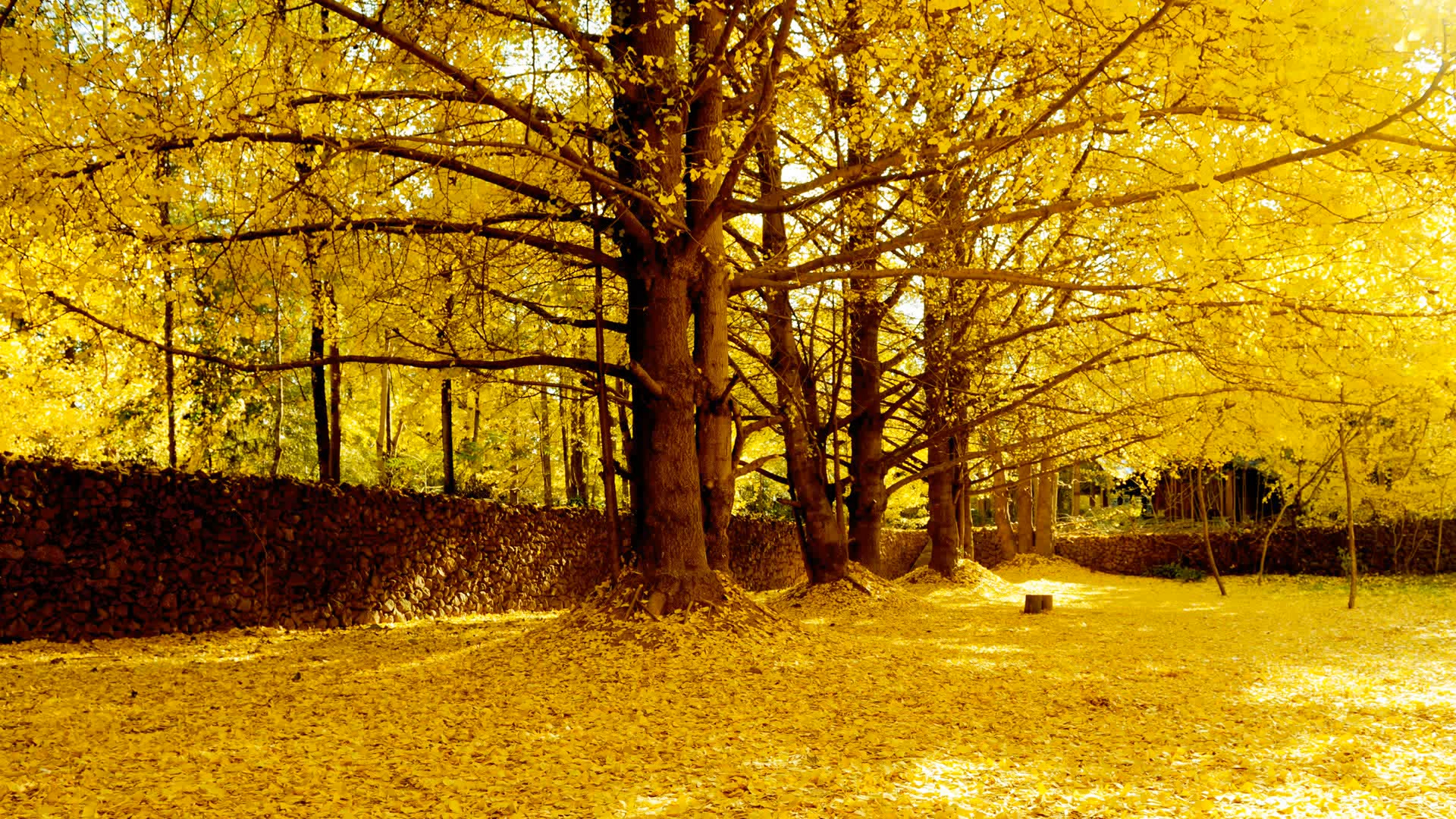 银杏王,几百年的银杏树,不得不拍的呀.