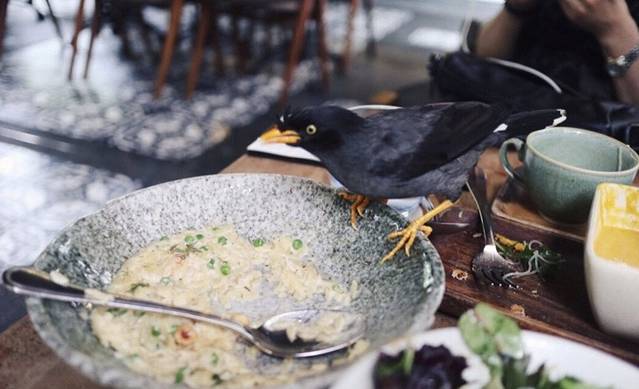 植物园哈利亚餐厅