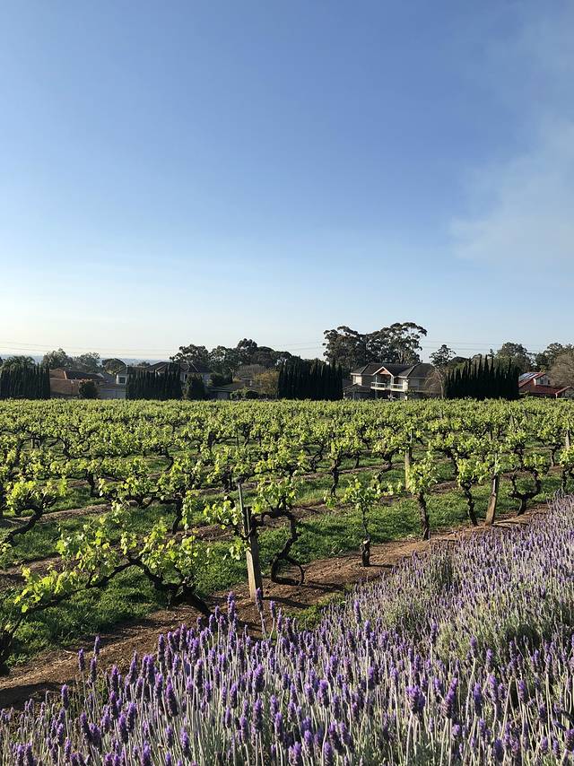 Penfolds Magill Winery