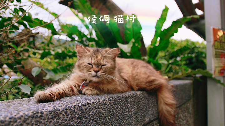 21猴硐猫村位于台湾新北市瑞芳区侯硐车站周边 百猫街栖息的猫因长期与观光游客近距离接触 侯硐车站 评论 去哪儿攻略