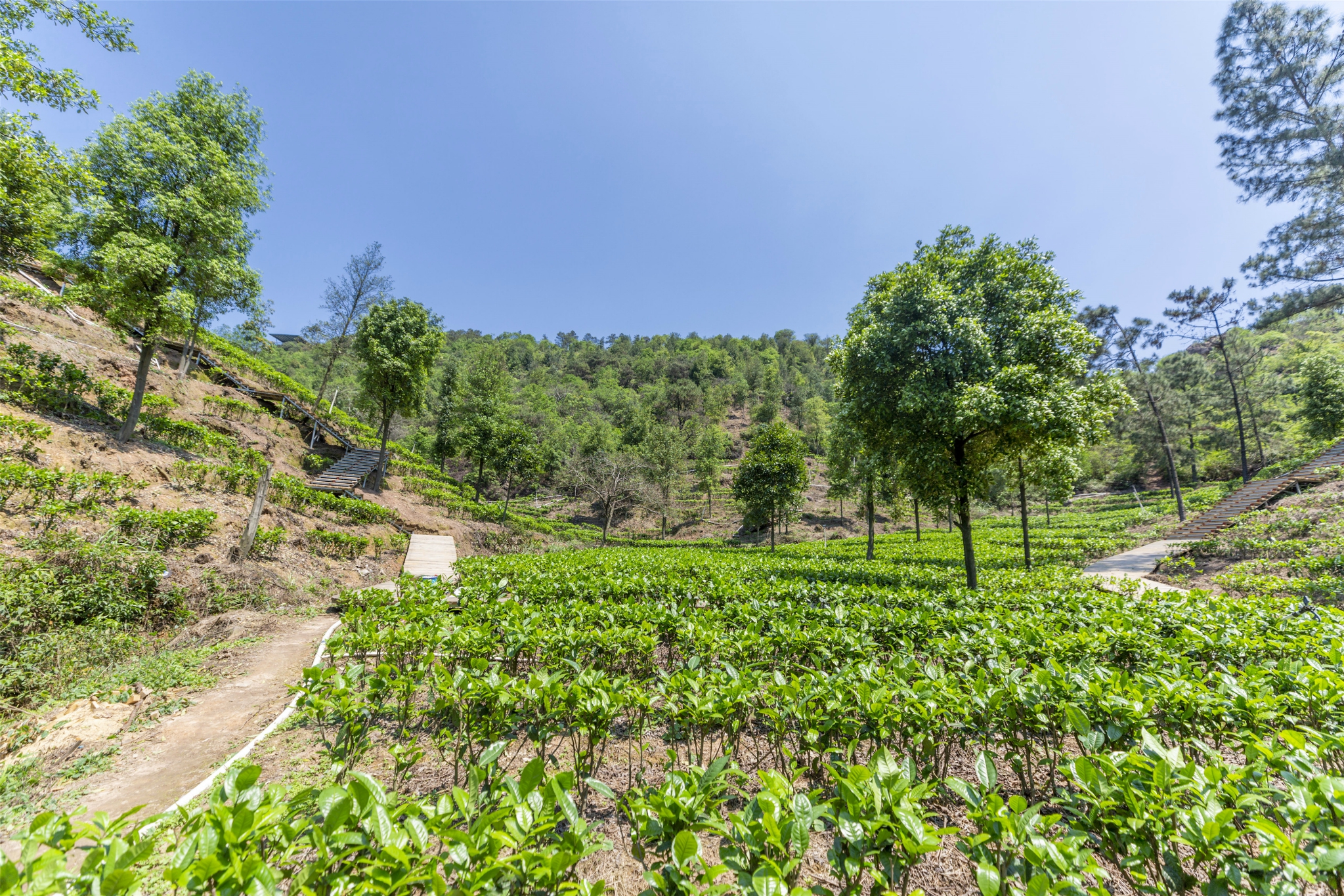 古劳茶山图片