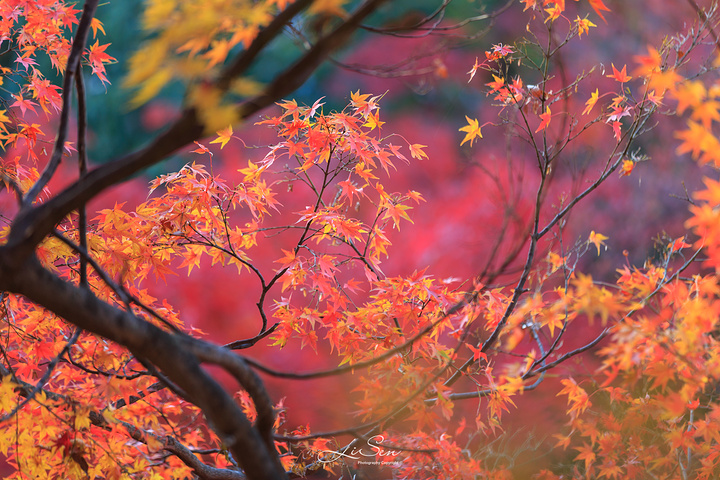 "秋季时节，来到神社内的御士居，这里的350棵枫树所造就的红叶美景，绝对能令你惊叹不已_北野天满宫"的评论图片