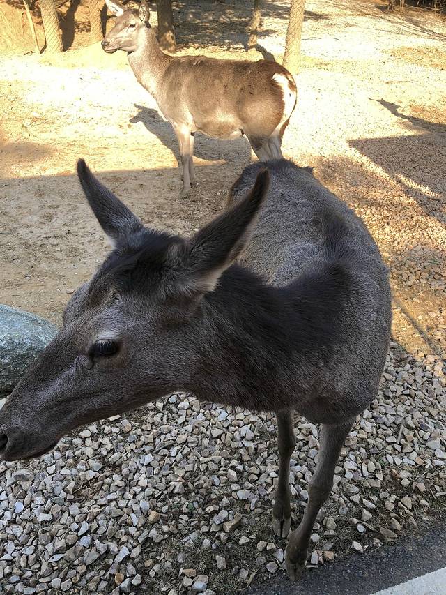 龙之梦动物世界
