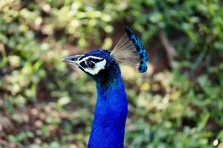 这里有300多头亚洲象,有各种漂亮的鸟儿,还有鳄鱼,孔雀,水牛等各种