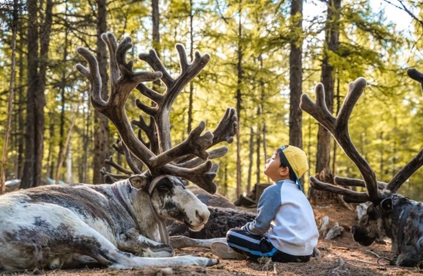 中国最后的驯鹿部落—鄂温克族，快来与可爱的驯鹿进行亲密接触吧_生活
