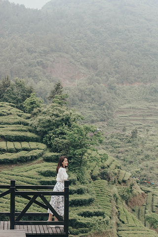 "位于北纬30度的伍家台村，是我在国内见过最美的茶园了，泡出的茶清香、回甘，饮后可清心定神_施南茶堂·伍家台贡茶(金桂大道店)"的评论图片