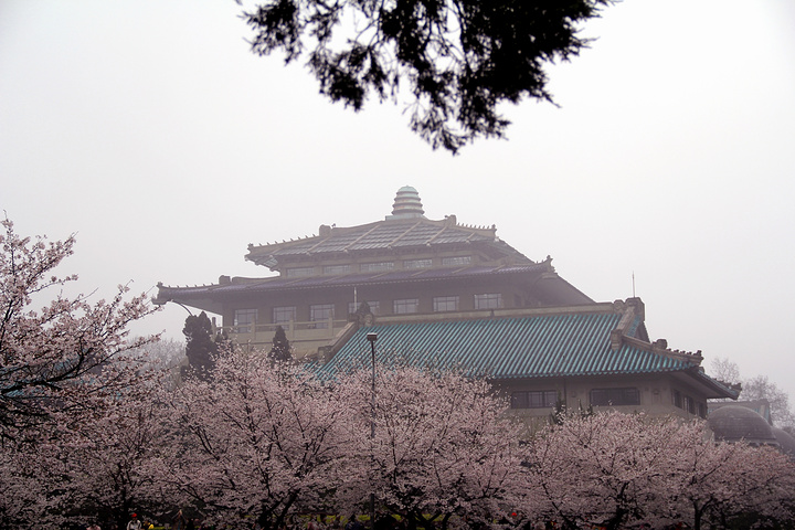 "武汉大学内的一处校园景观，每到樱花季之时，鲲鹏广场便成为赏花拍摄地之一，占地面积较大_鲲鹏广场"的评论图片