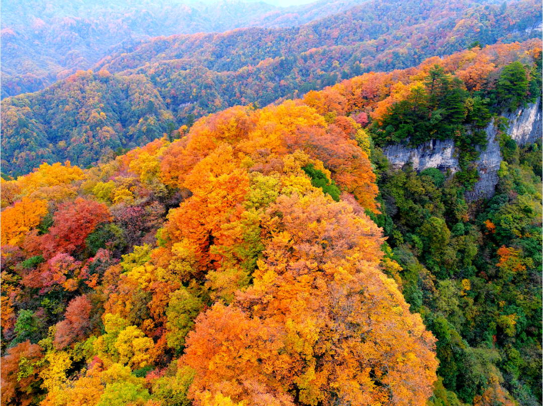 光雾山的秋天已送达，满山红叶惊艳来袭…