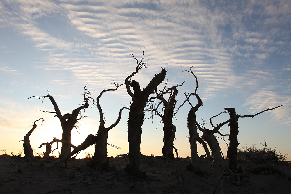 额济纳旗丝路北线营地酒店 额济纳旗丝路北线营地酒店