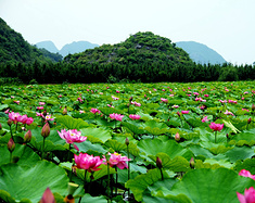 烟雨普者黑——深度体验这传说中的世外桃源~