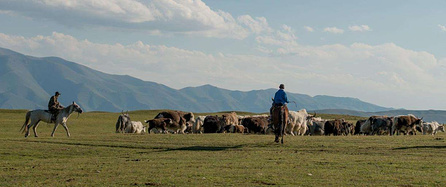 四子王旗蒙古人的放牧技巧