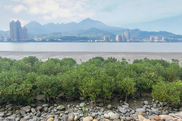 红树林自然保留区