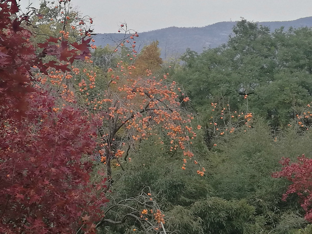 "香山公园应该是探寻故都的秋的一个重要环节皇家园林风格的感觉。钟灵毓秀的北地风光。站在桥上看风景_香山公园"的评论图片