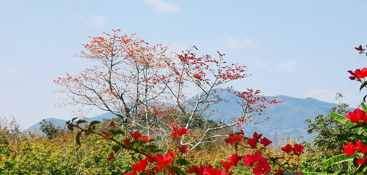 "昌江县大章村木棉花是最佳观赏地，路上也有一些观景台，好多木棉树的花儿已经凋谢了,树下落了很多木棉花_昌化镇"的评论图片