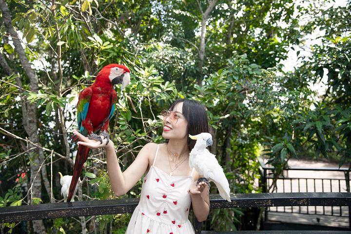 "一开始就可以遇见有趣好玩的事情，一红一白两只可爱的鹦鹉小哥。真的，它们真的非常友好和有趣_呀诺达雨林文化旅游区"的评论图片