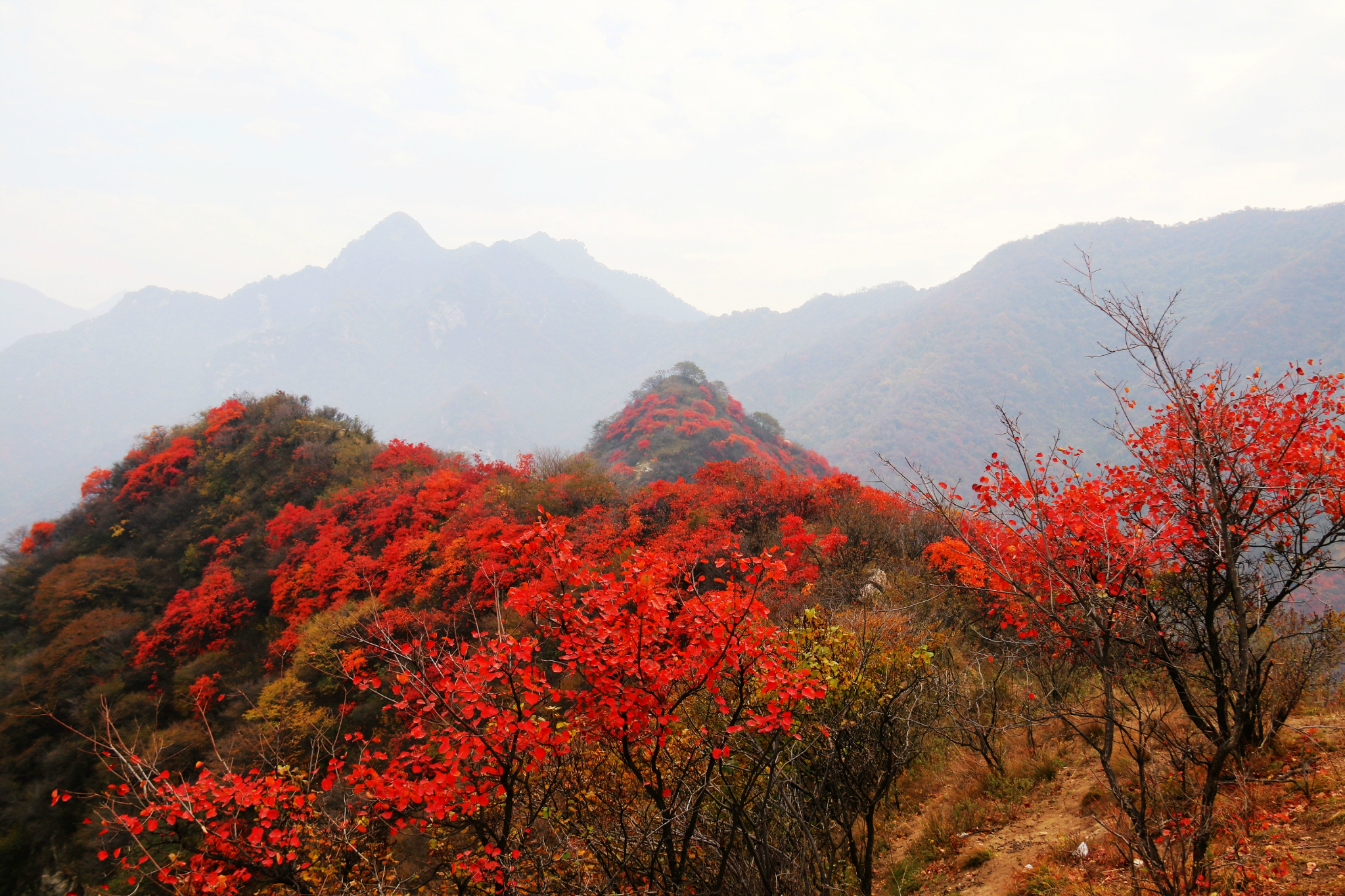 红叶满山梁——秦岭塔坪赏秋色