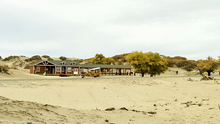 大漠胡杨林-沙漠驿站