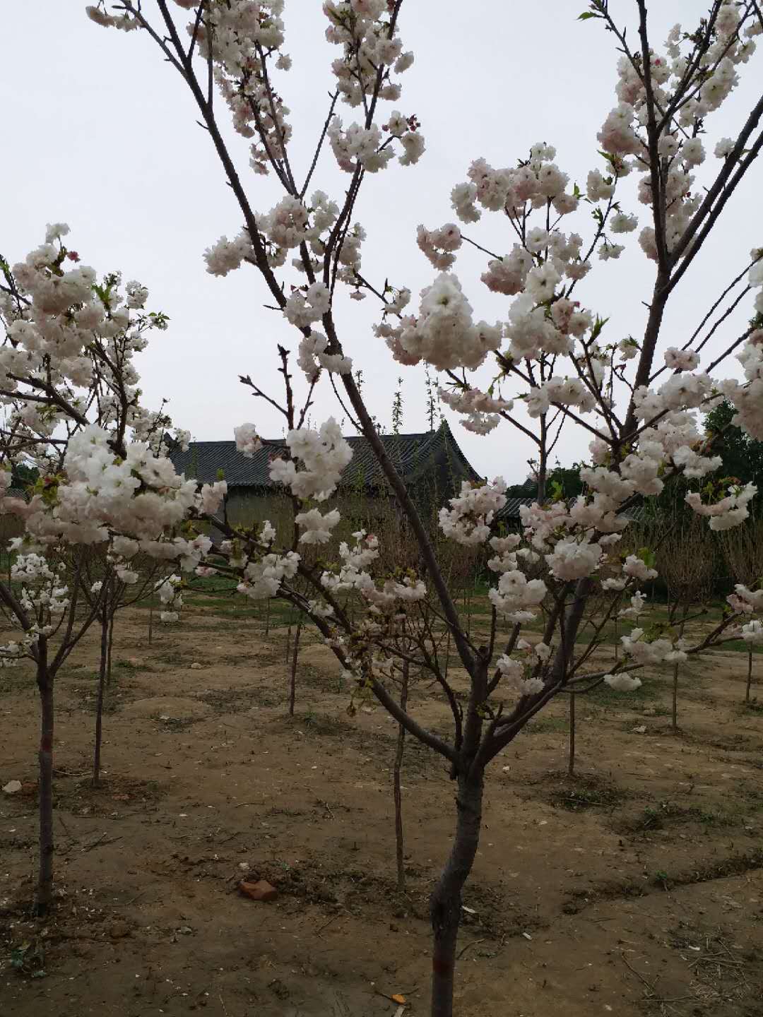 粤晖园位于广东省东莞市道滘镇,是极具南越特色的私家园林,园林之中