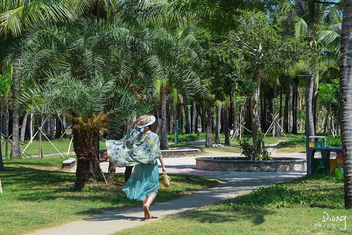 "茂盛的植物构建成了一个便民花园，散步，穿梭，轻裙被海风扬起，很美_椰梦长廊"的评论图片