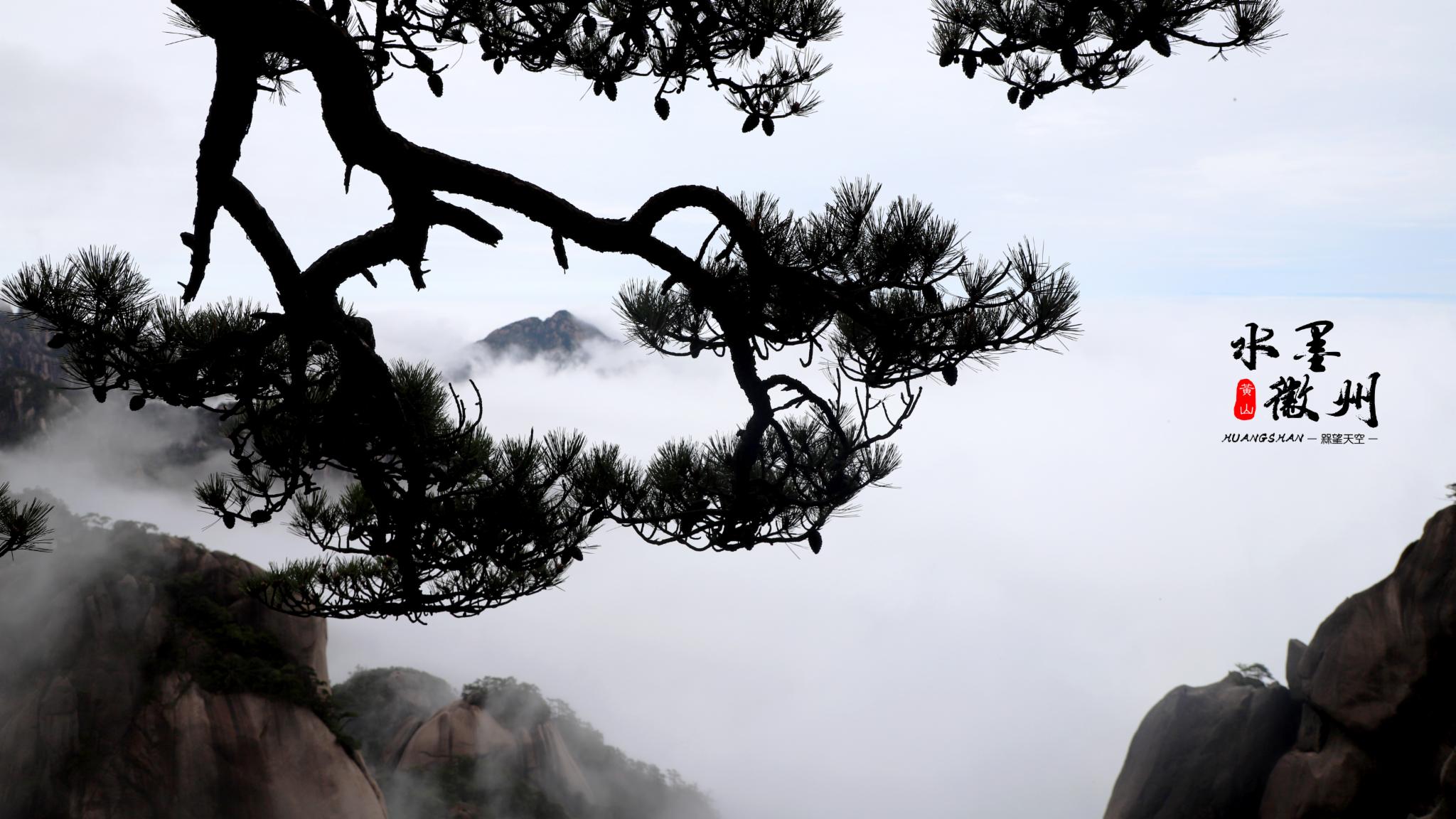 黃山 的松樹也是很有名的,所以,爬山的過程,偶爾俯身看看松樹,也很有